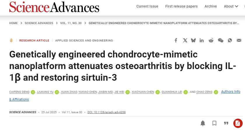 基因工程軟骨細胞模擬納米平臺通過阻斷IL-1β和恢復sirtuin-3來減輕骨關節炎