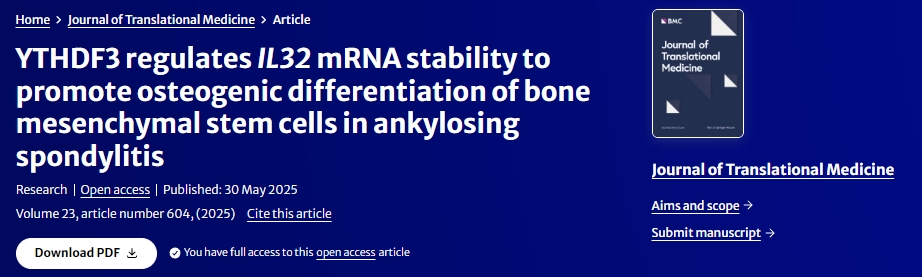 YTHDF3調(diào)節(jié)IL32?mRNA穩(wěn)定性促進(jìn)強(qiáng)直性脊柱炎骨髓間充質(zhì)干細(xì)胞成骨分化