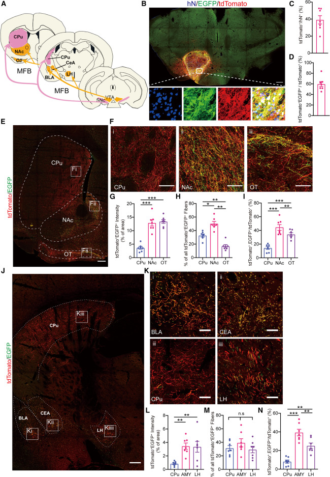 圖2：同源移植的mDA神經元的亞型特異性軸突投射