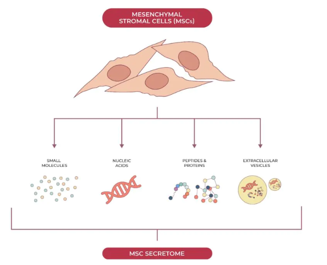 基于間充質干細胞的人類疾病治療具有雙重益處：組織再生和釋放支持全身愈合的生物活性分子。