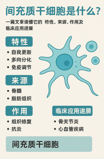 間充質(zhì)干細胞是什么？一篇文章讀懂它的特性、來源、作用及臨床應(yīng)用進展