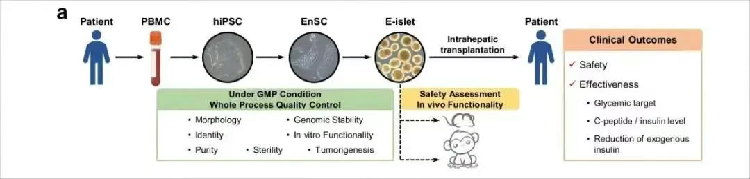 患者E-islet制備、質量控制及其移植安全性和有效性評估的主要流程概述