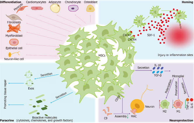 圖2：間充質干細胞的治療機制。