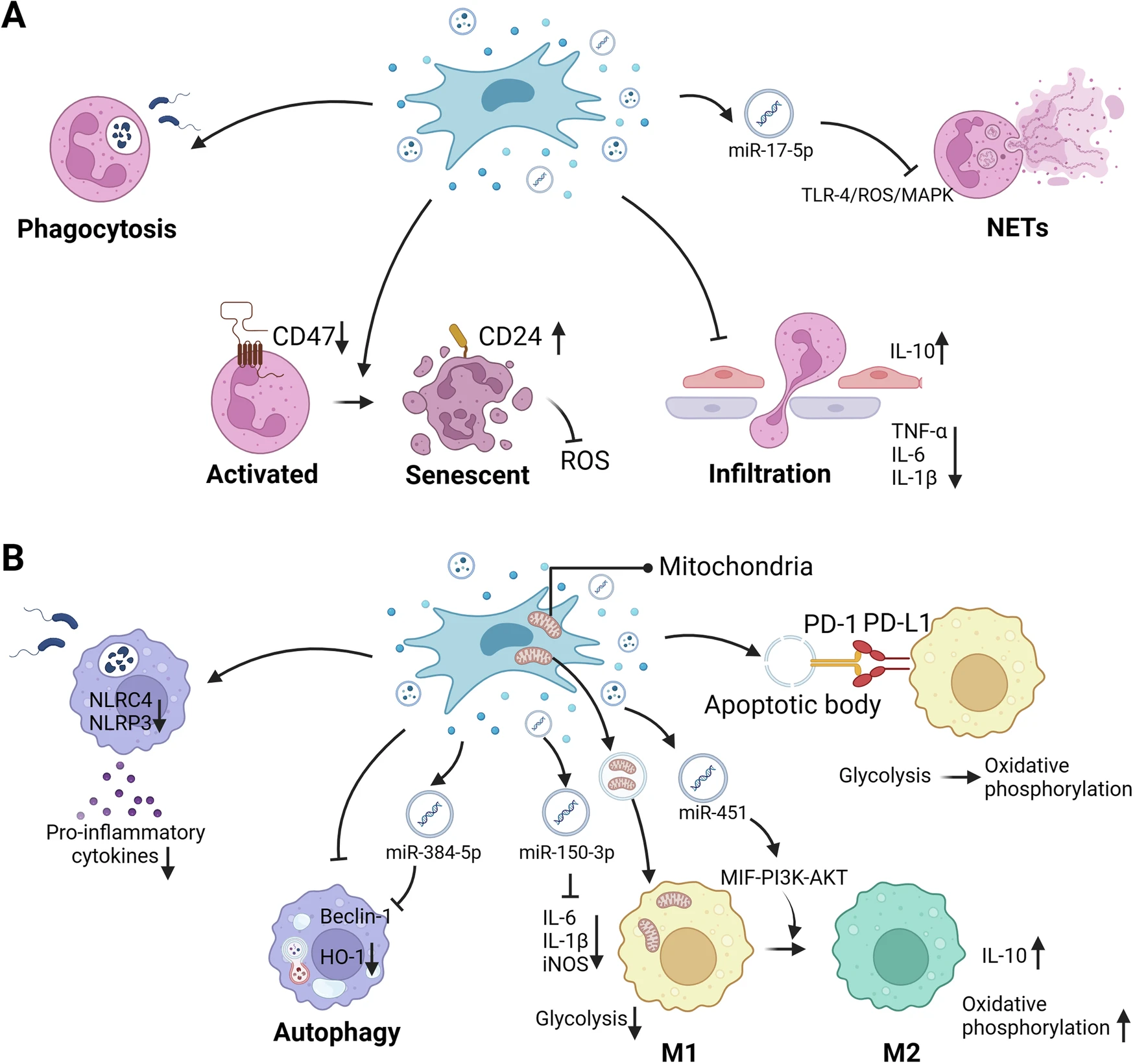 圖1：MSCs調(diào)節(jié)先天免疫細(xì)胞