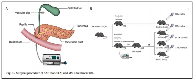 表1:SAP模型(A)和MSCs治療(B)的手術程序。 表1:SAP模型(A)和MSCs治療(B)的手術程序。