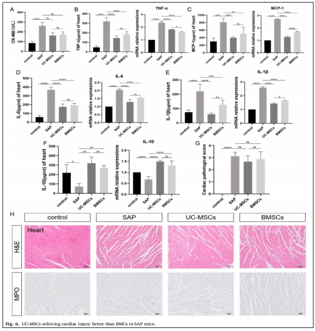 圖6:UC-MSCs對SAP小鼠心臟損傷的緩解作用優于BMCs。 圖6:UC-MSCs對SAP小鼠心臟損傷的緩解作用優于BMCs。