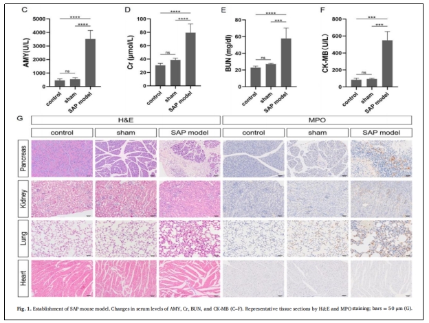圖1:SAP小鼠模型的建立。 圖1:SAP小鼠模型的建立。