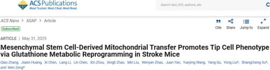 間充質干細胞來源的線粒體轉移通過谷胱甘肽代謝重編程促進中風小鼠尖端細胞表型