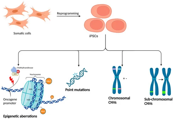 圖3：iPSC誘導引起的潛在遺傳和表觀遺傳改變。